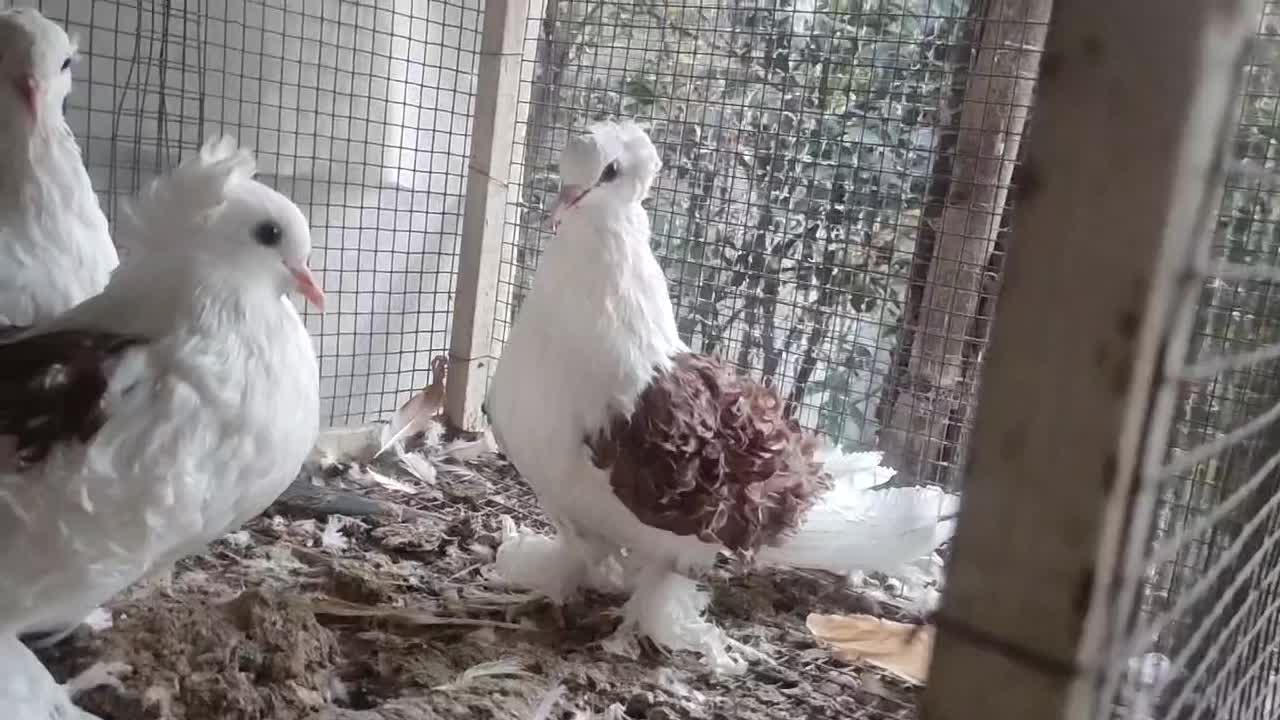 کبوتر زینتی جکسون|پرنده|بهشهر, |دیوار