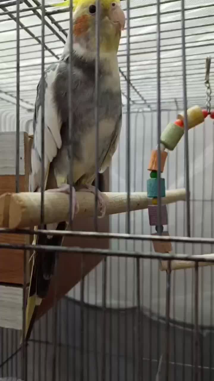 عروس هلندی|پرنده|قرچک, زیبا شهر|دیوار