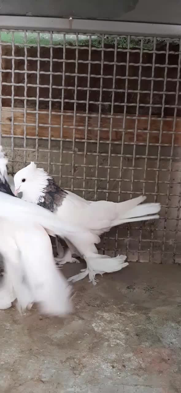 کبوتر طوقی عتیقه|پرنده|مرند, |دیوار