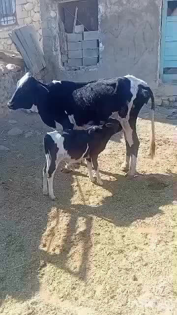 دام زنده|حیوانات مزرعه|فلارد, |دیوار