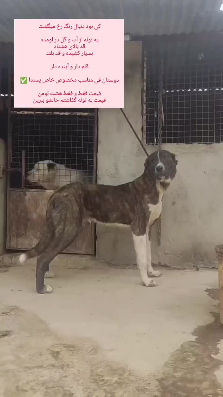 سگ درشت خراسانی 11ماهه|سگ|ساری, |دیوار