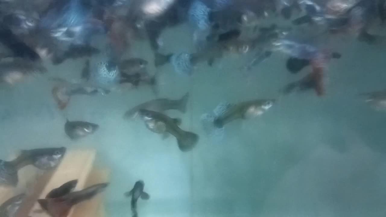 گوپی مولد|ماهی|نیشابور, شریعتی|دیوار