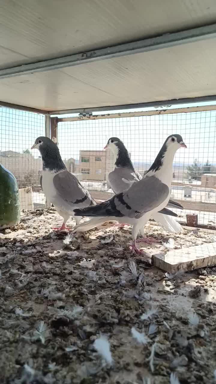 شش عدد ماده سالم سرحال جوان دمگیر|پرنده|شاهین‌شهر, نبوت|دیوار