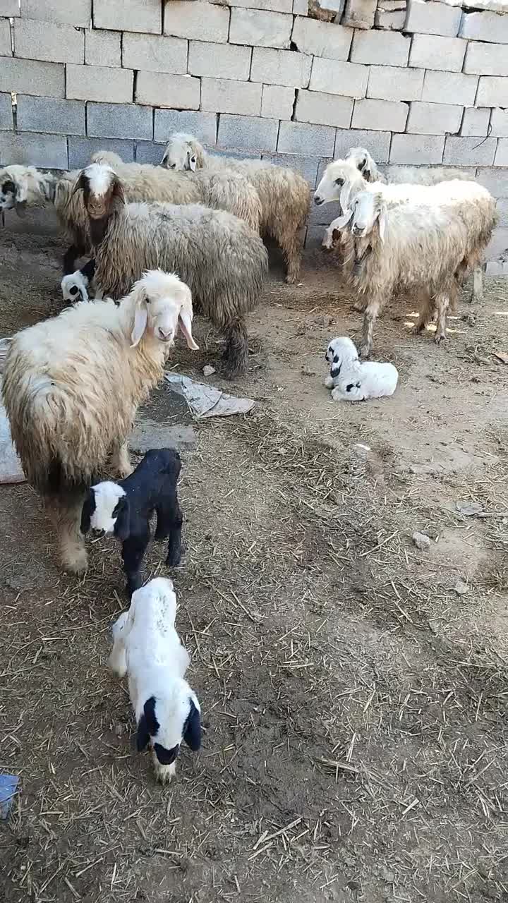 میش بره|حیوانات مزرعه|مسجد سلیمان, |دیوار