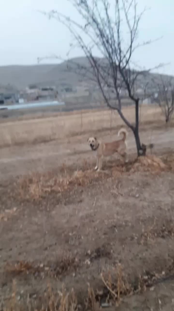 وگذاری سگ گله|سگ|آبکوه, |دیوار