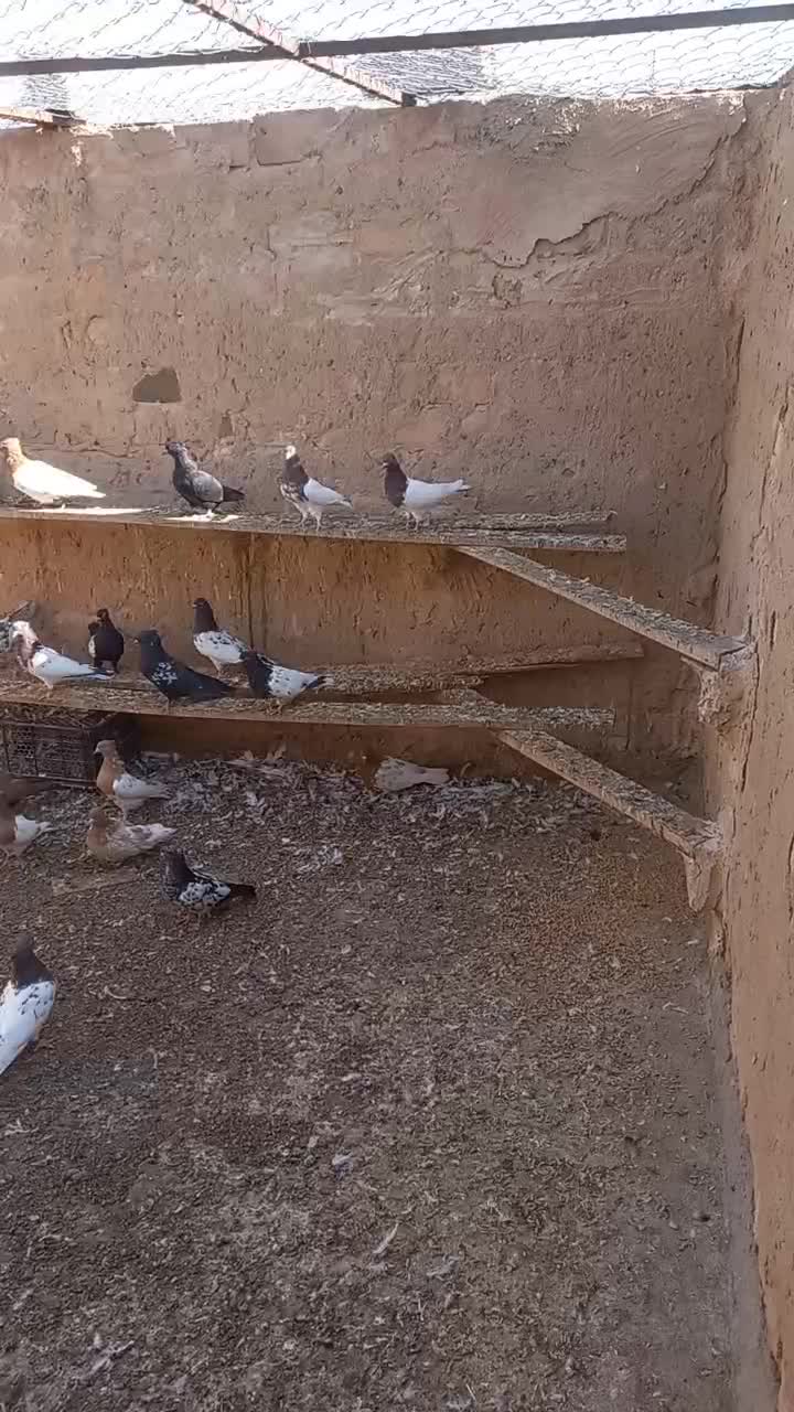 کفتر|پرنده|کاشمر, |دیوار