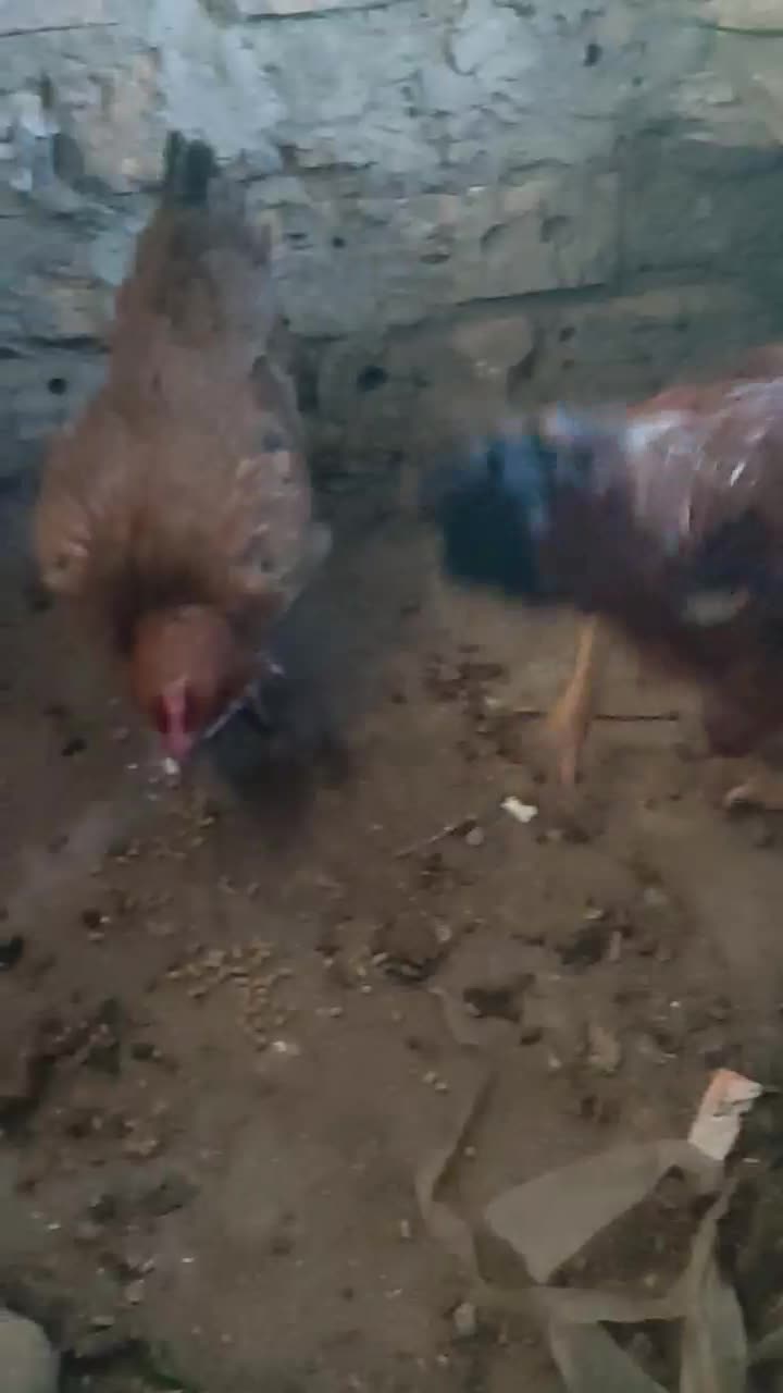 خروس|حیوانات مزرعه|نیشابور, رحمت آباد|دیوار