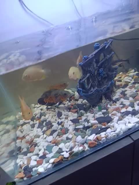 فروش آکواریوم 56سانت مدل شیشه خم با ماهی|ماهی|کرمانشاه, |دیوار