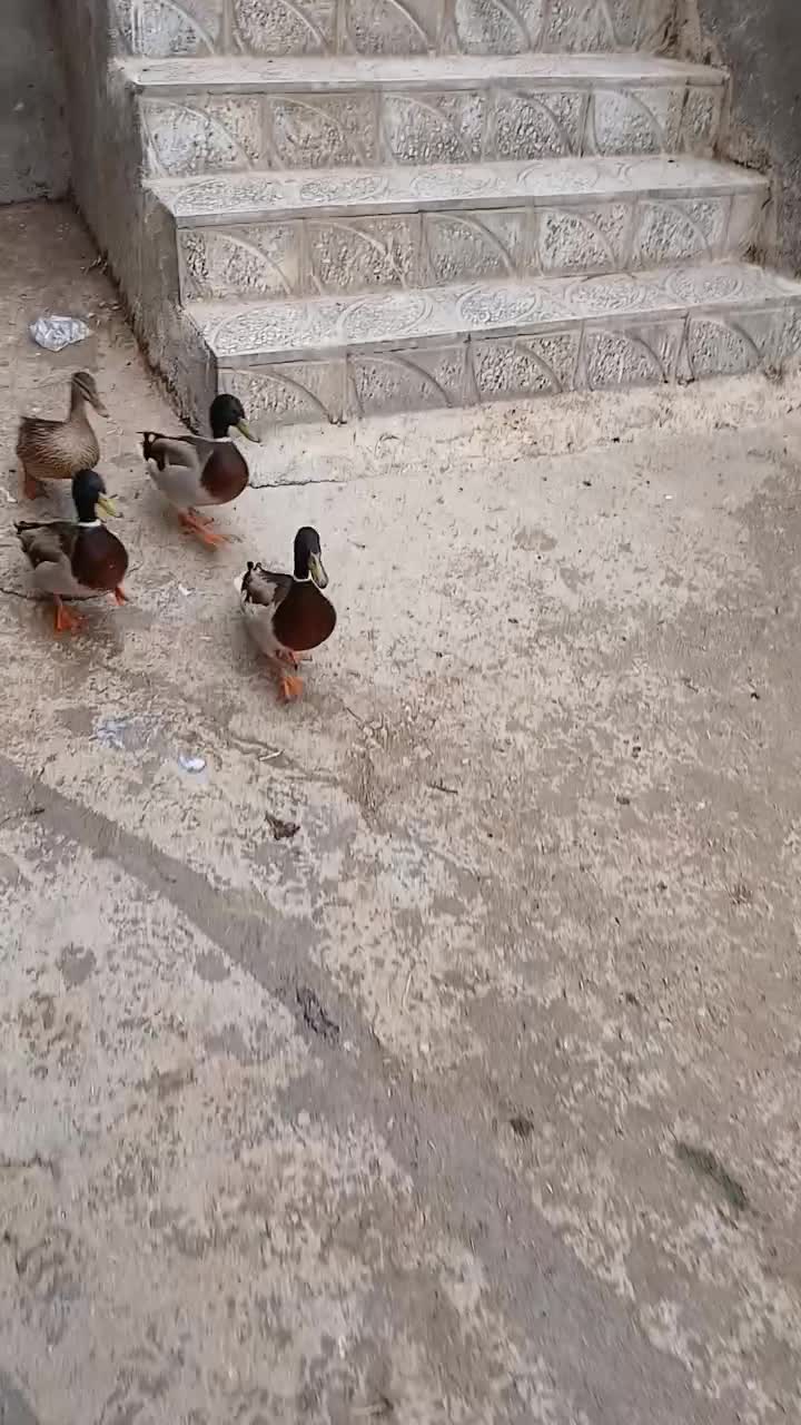 اردک پروازی|حیوانات مزرعه|شیروان (لرستان), |دیوار