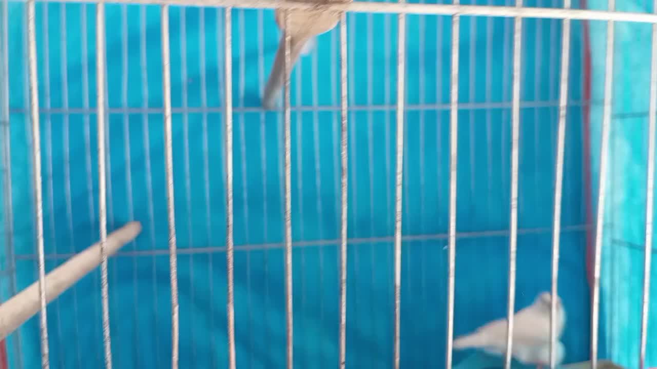 فنچ|پرنده|سیرجان, |دیوار