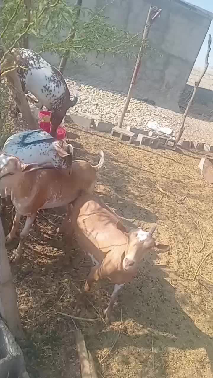 نهری|حیوانات مزرعه|قلعه قاضی, |دیوار