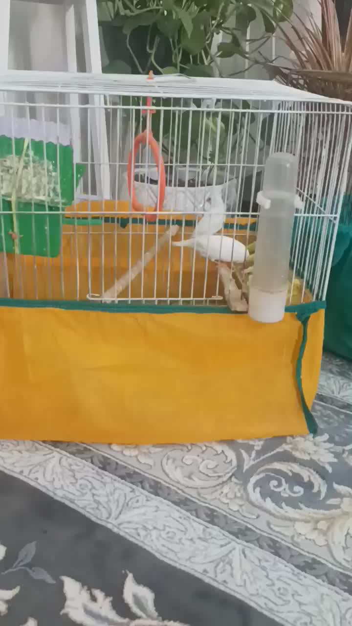 سه عدد مرغ عشق  نر وماده با اکنت فری فایر طاق ازنم|پرنده|مسجد سلیمان, |دیوار