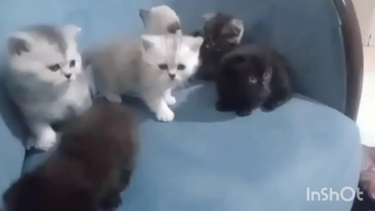 بچه گربه|گربه|کرج, عظیمیه|دیوار