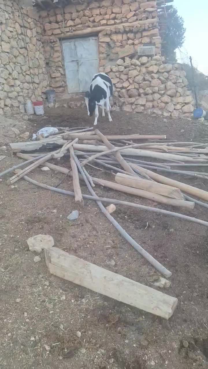 گوساله ماده|حیوانات مزرعه|قیروکارزین, |دیوار