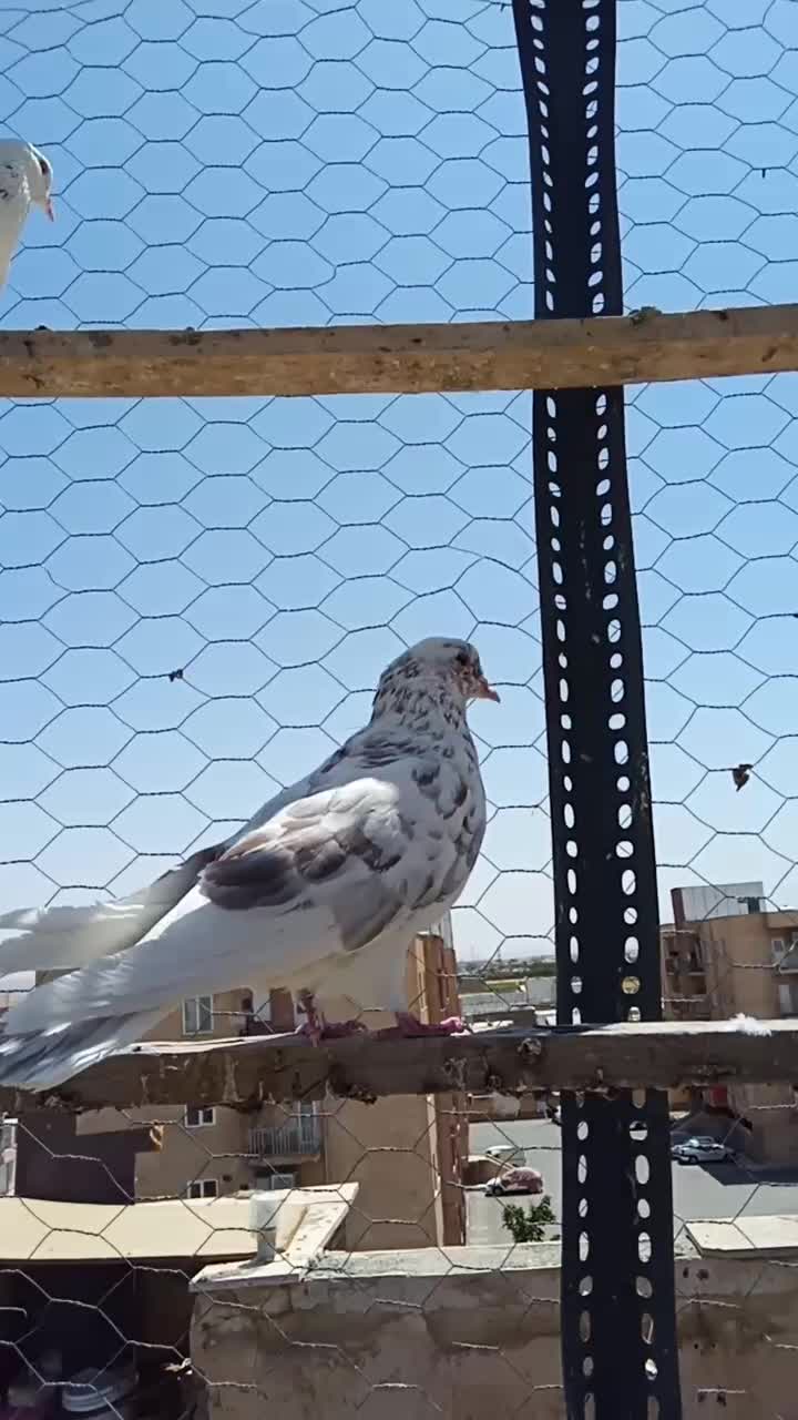 کبوتر نر تهرانی گرفته|پرنده|اسلامآباد غرب, |دیوار