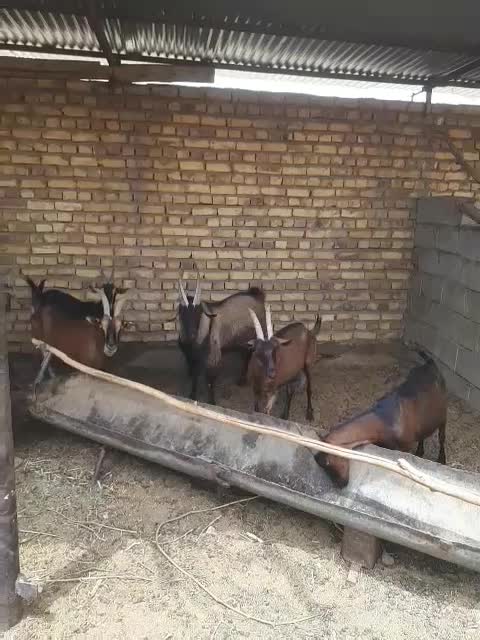 بزغاله نر آلپایین|حیوانات مزرعه|دهق, |دیوار