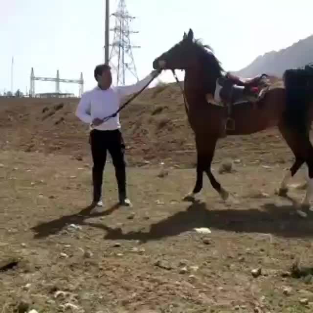 اسب|اسب و تجهیزات اسبسواری|کوار, |دیوار