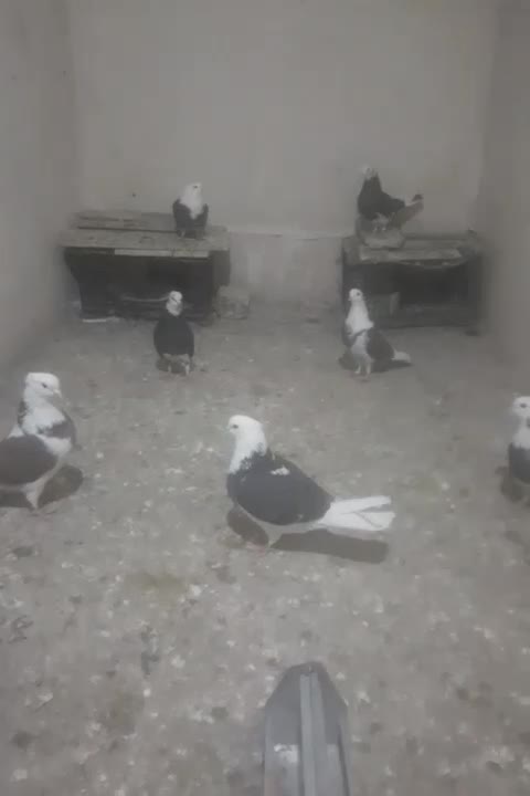 کفتر پرشی|پرنده|قم, سالاریه|دیوار