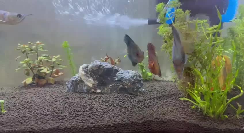 فروش فوری دیسکس|ماهی|کرج, باغستان|دیوار