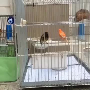 سره گل بسر جفتی قناری هر رنگ و هر سایز تو دست بخون|پرنده|تهران, مجیدآباد|دیوار