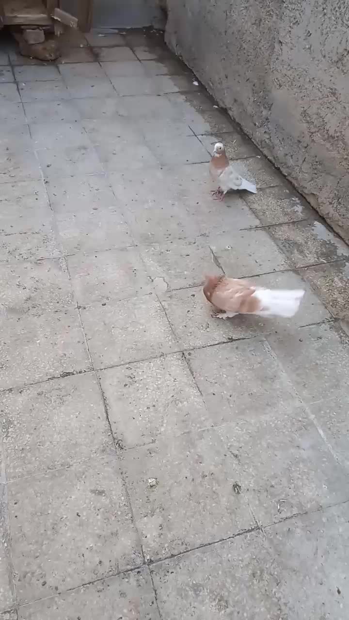 زردی|پرنده|قم, هفت تیر|دیوار