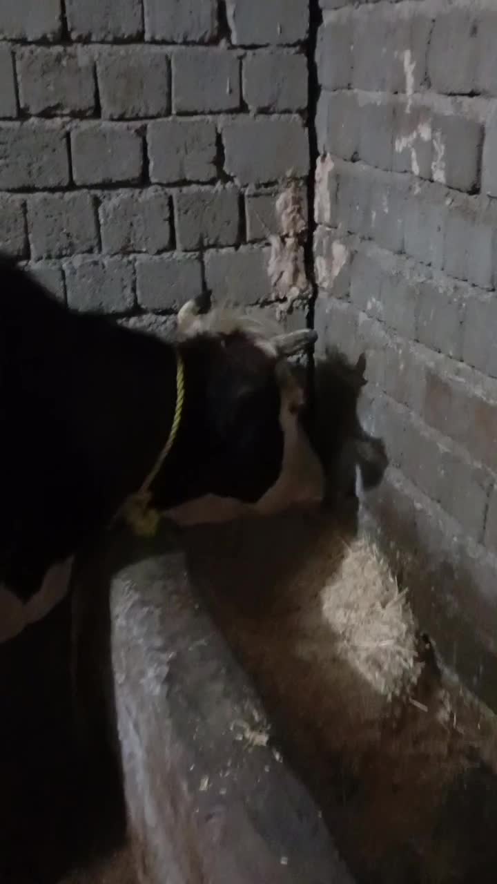 گاو شیری|حیوانات مزرعه|نظر کهریزی, |دیوار