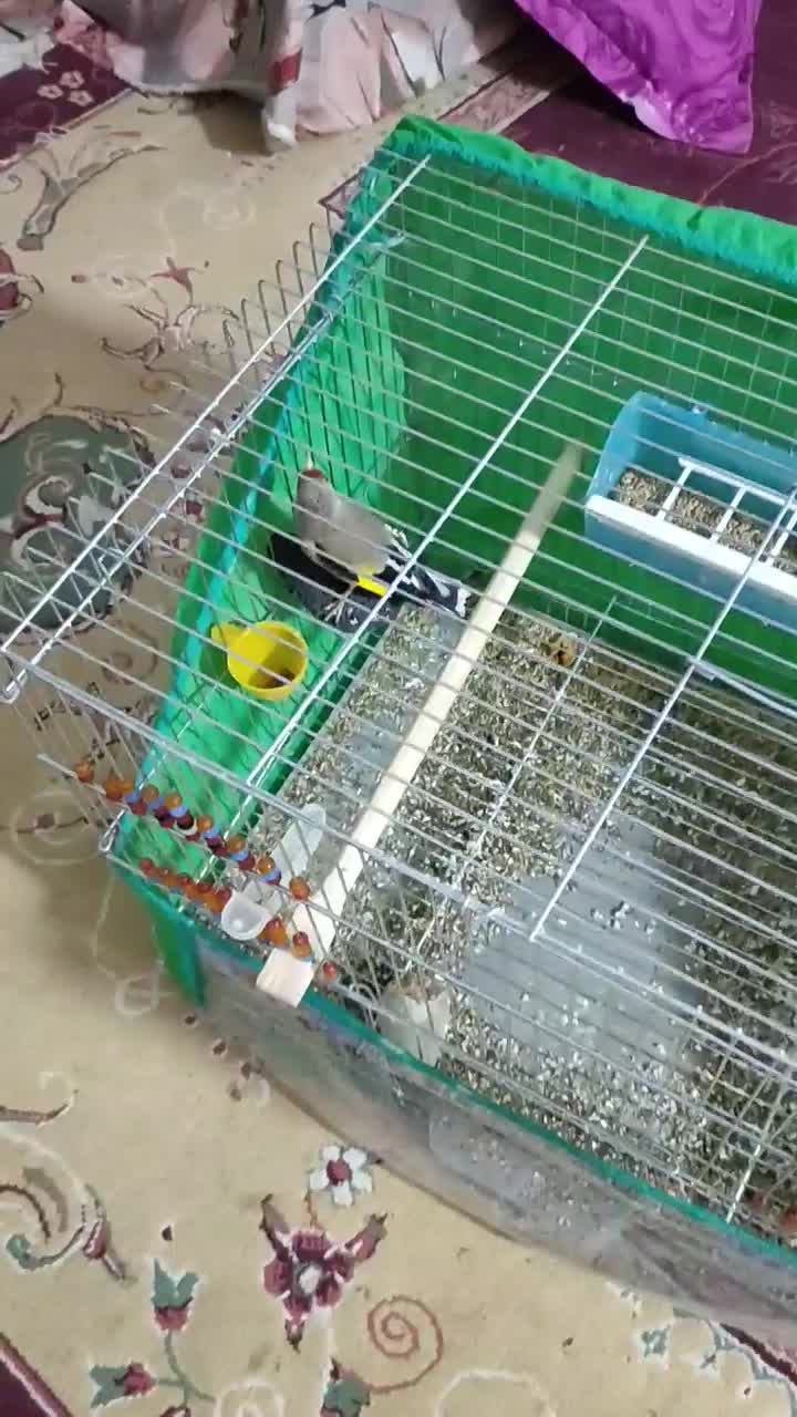 سهره سقا|پرنده|کرمان, |دیوار