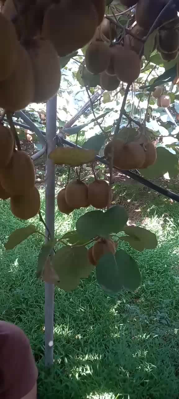 جذب سرمایه گذار|خدمات مالی، حسابداری، بیمه|حویق, |دیوار