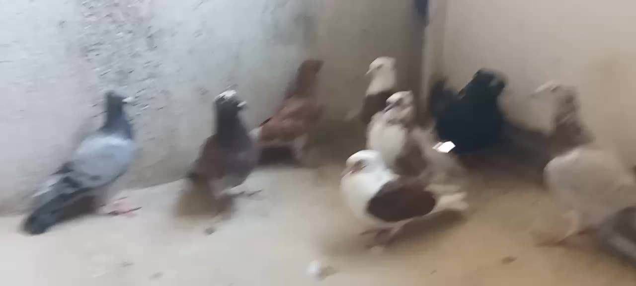 کبوتر پرشی|پرنده|آبیک, |دیوار