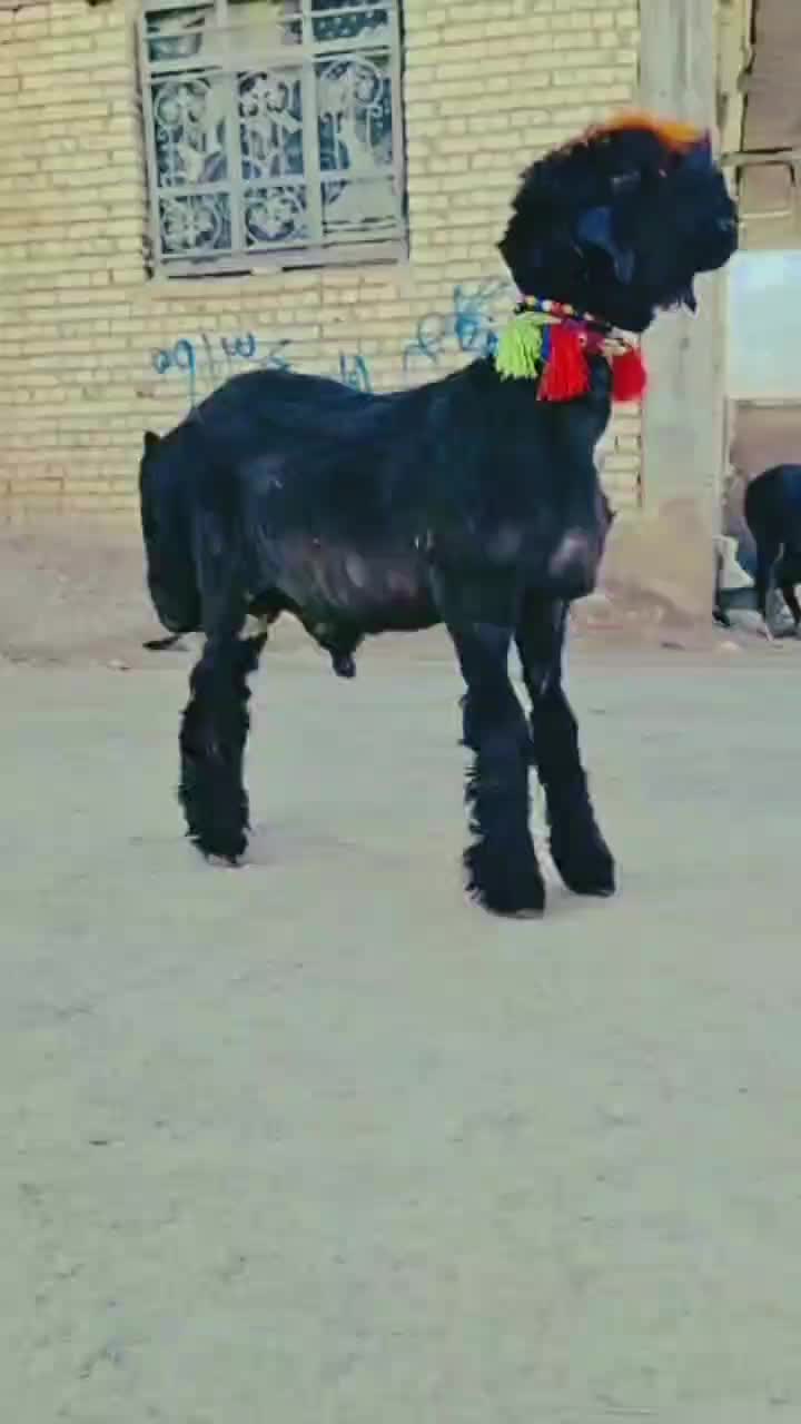 بره میش قوچ بز بیگ|حیوانات مزرعه|کوهرنگ, |دیوار