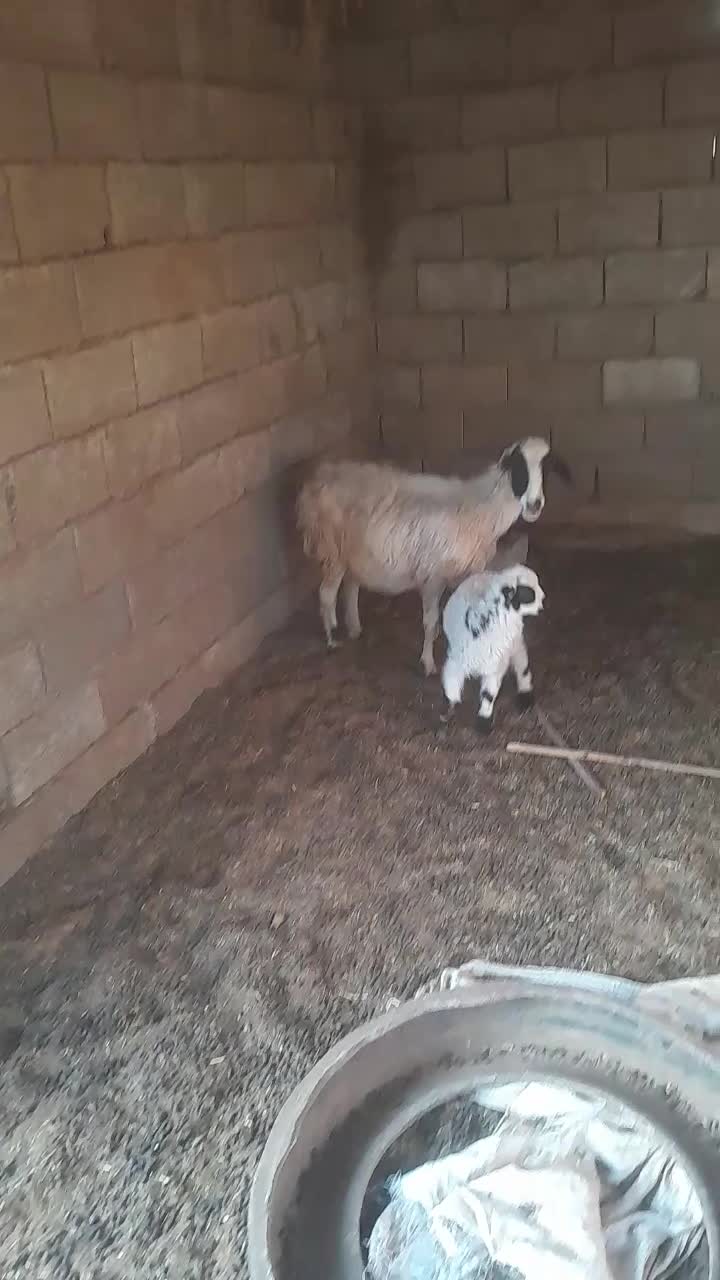 میش با بره|حیوانات مزرعه|بندرعباس, |دیوار