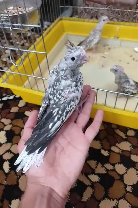 عروس هلندی سرلاکی معاوضه با کوتوله طوطی برزیلی|پرنده|شیراز, رکن‌آباد|دیوار