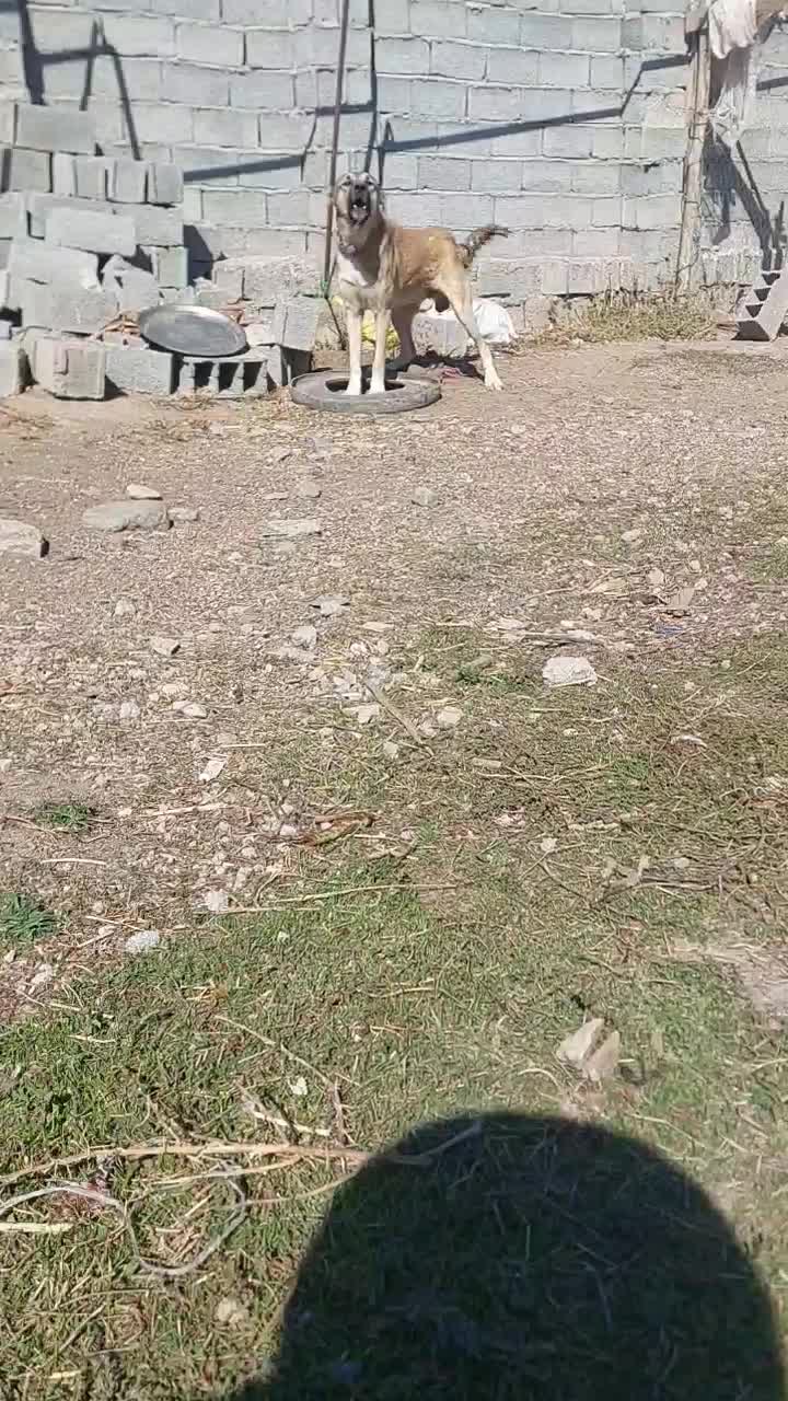 سگ سرابی ۱۴ماهه|سگ|اردبیل, |دیوار