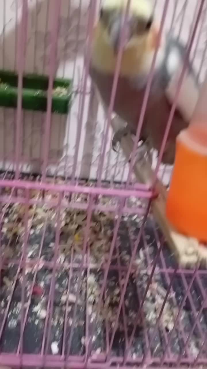 عروس هلندی شرط تخم|پرنده|کرخه, |دیوار