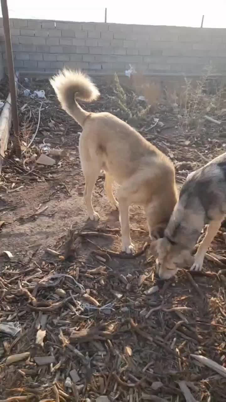 واگذاری سگ عراقی|سگ|اهر, |دیوار