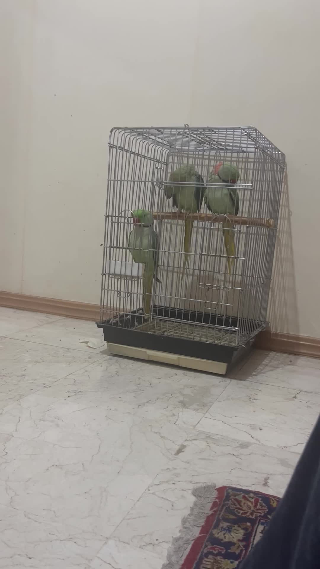 0913.6543.120|سیم‌کارت|تهران, امانیه|دیوار