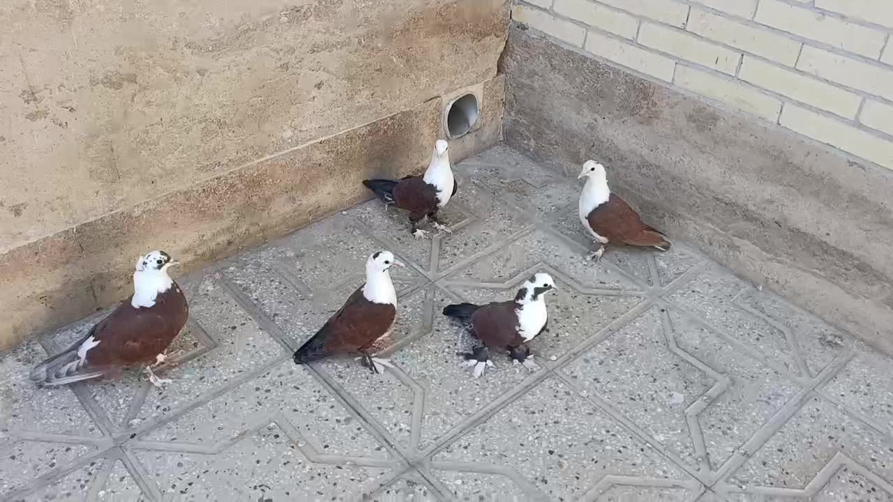 کبوتر نقش|پرنده|تفت, |دیوار