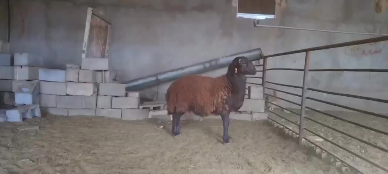 بره قوچ همو|حیوانات مزرعه|سبزوار, رباط|دیوار