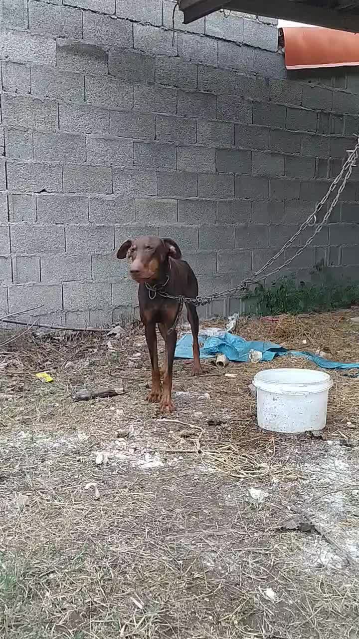 سگ دوبرمن|سگ|فومن, |دیوار