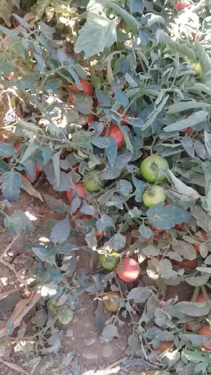 زمین کشاورزی حدودا 1 هکتار (9000 متر)  با سهم آب|فروش دفتر صنعتی، کشاورزی، تجاری|تاکستان, |دیوار