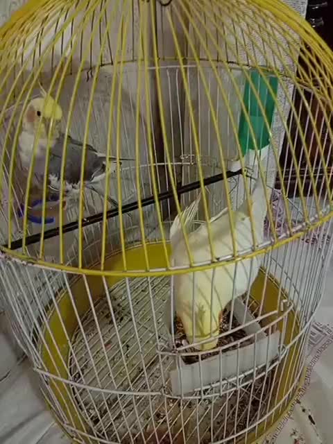 یک جفت عروس هلندی نر و ماده|پرنده|فردیس, شهرک ناز|دیوار