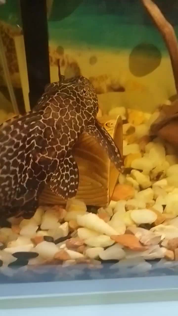 ماهی کت فیش اسپرت (لجن خوار) فلاور باکس و پرت مولد|ماهی|تهران, افسریه شمالی|دیوار