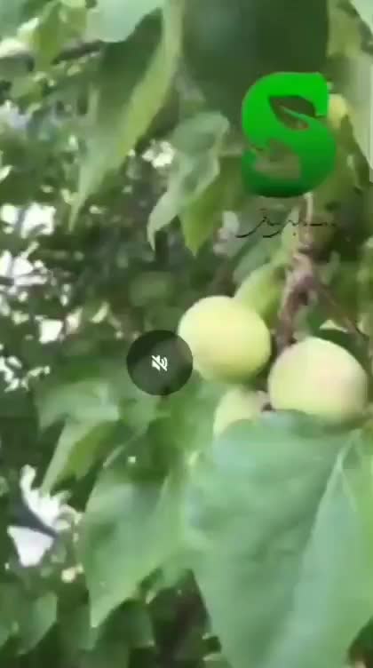 خدمات باغبانی و گیاه پزشکی|خدمات باغبانی و درختکاری|تبریز, |دیوار