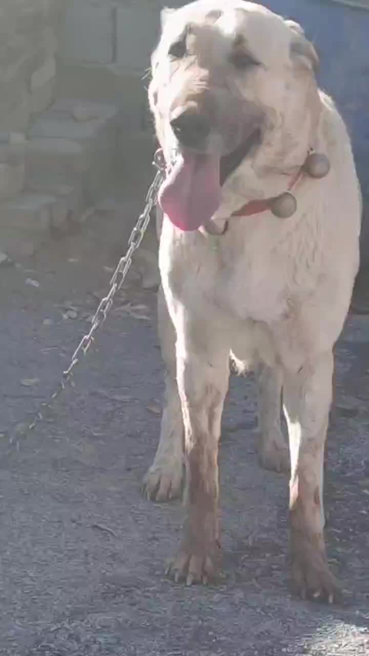 سگ عراقی|سگ|مهاجران, |دیوار