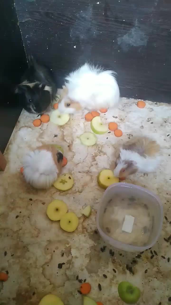 خوکچه هندی|موش و خرگوش|کاشمر, |دیوار