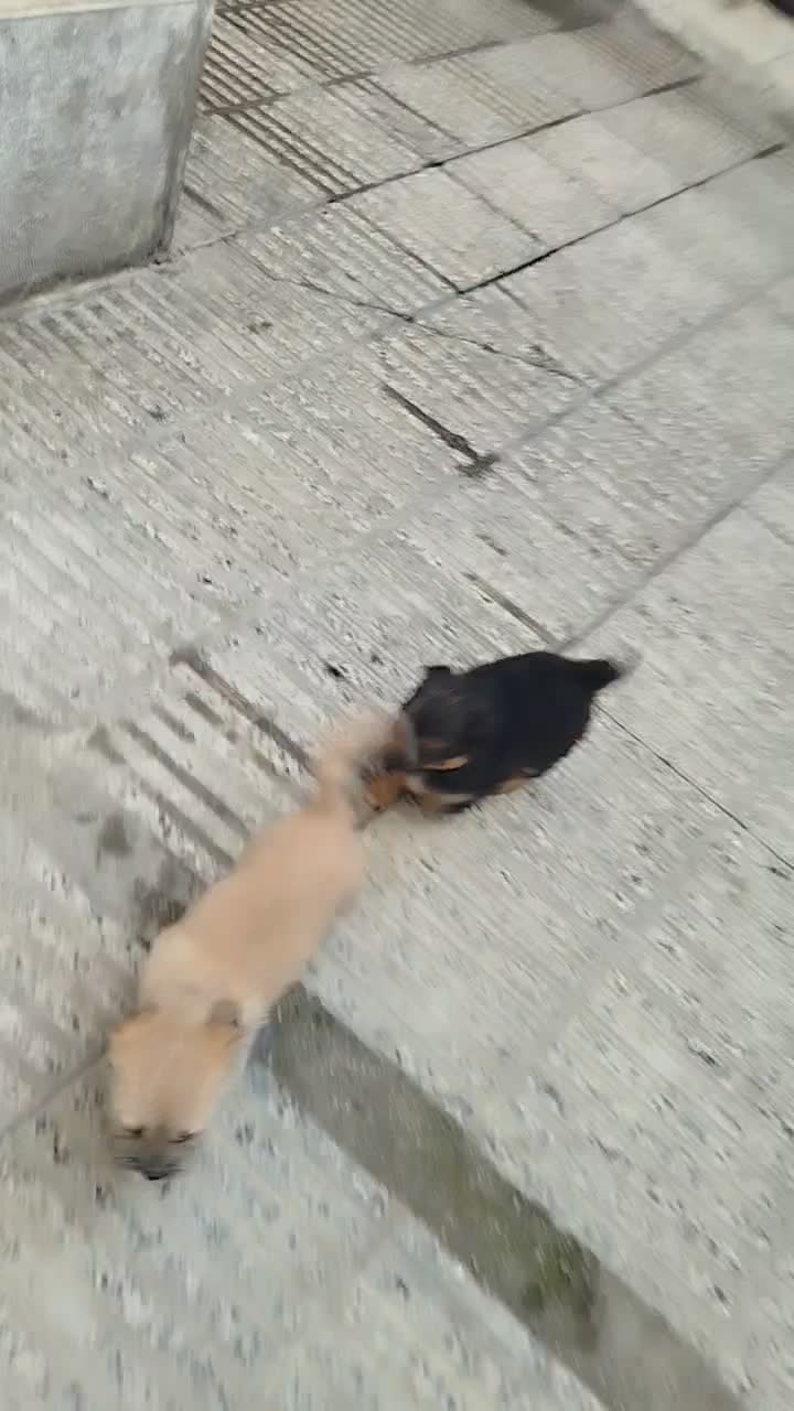 شیتزو  پیکنیز|سگ|گرگان, |دیوار