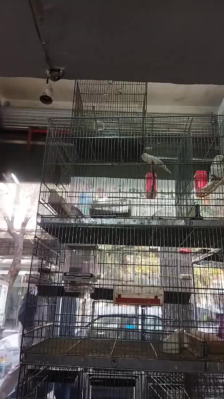 عروس هلندی سخنگو مولد با جوجه قناری نر بخون|پرنده|تهران, جوادیه|دیوار