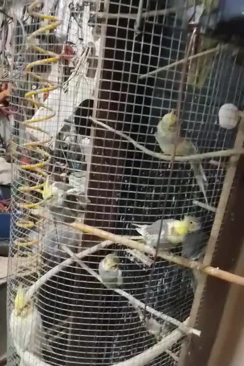 عروس هلندی|پرنده|اندیشه, اندیشه فاز ۲|دیوار