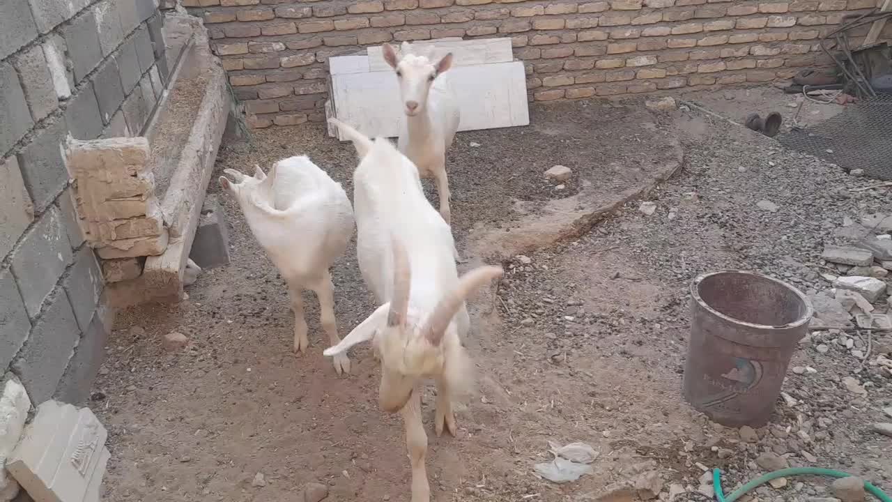 بزو بزغاله و  سانن اصل ب ضمانت شیر|حیوانات مزرعه|خواف, |دیوار