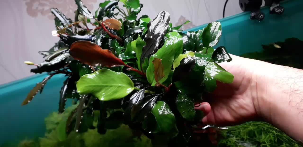 گیاه اکواریوم|ماهی|اصفهان, مهدی آباد|دیوار